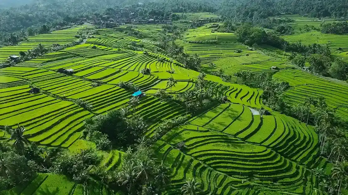 Aerial view of terraced rice fields in Bali